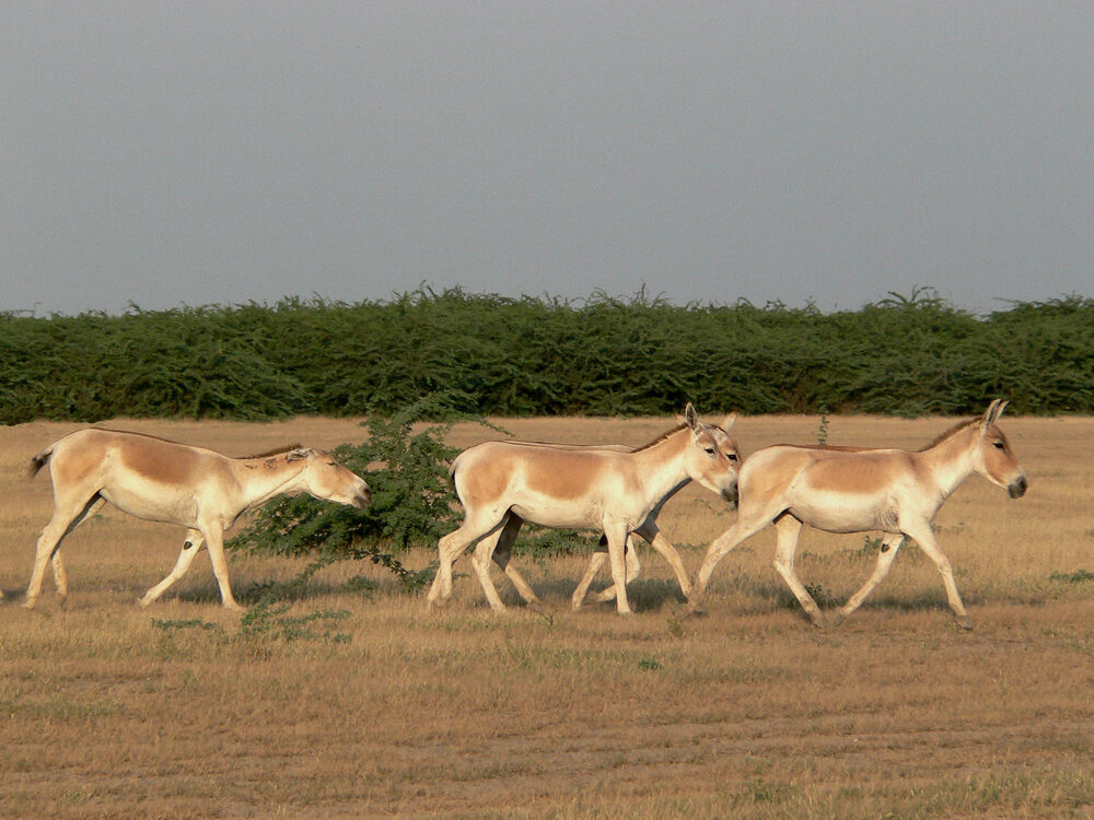 Indian Wild Ass