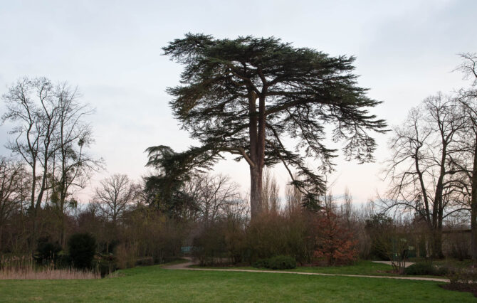 Cedar of Lebanon at Versailles