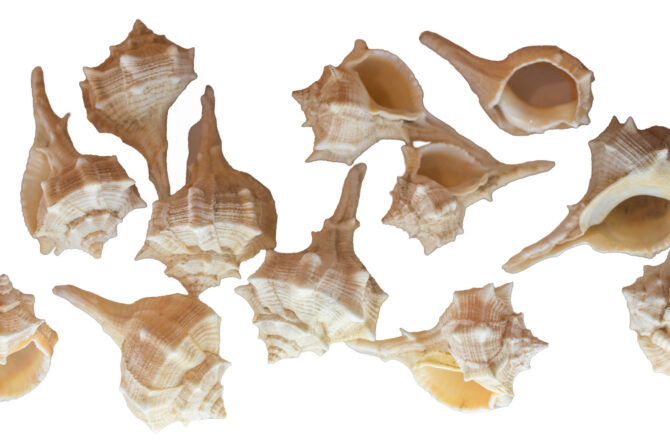 murex shell