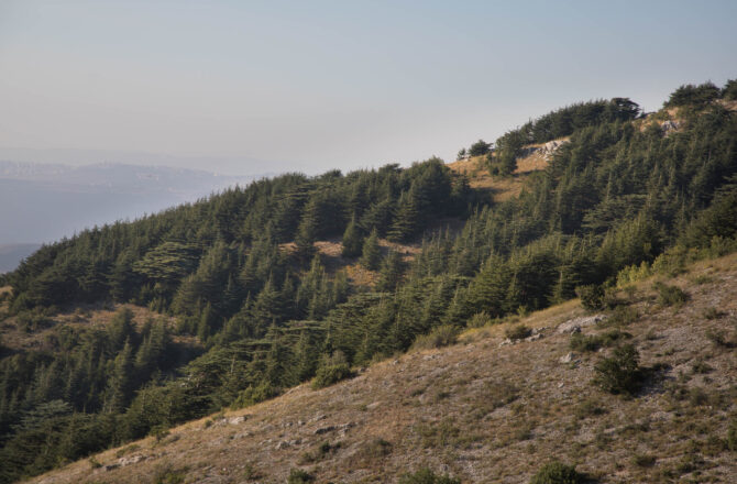 Cedars Forests of Lebanon
