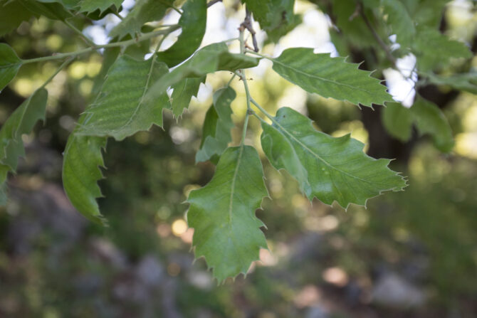 Oak leaf