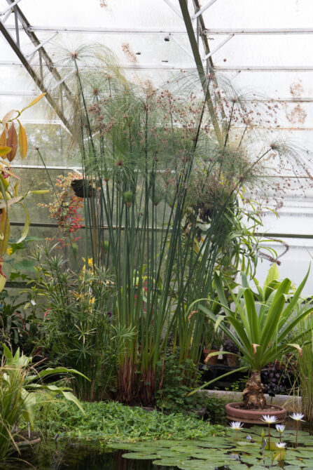 Papyrus at Oxford Botanical Gardens