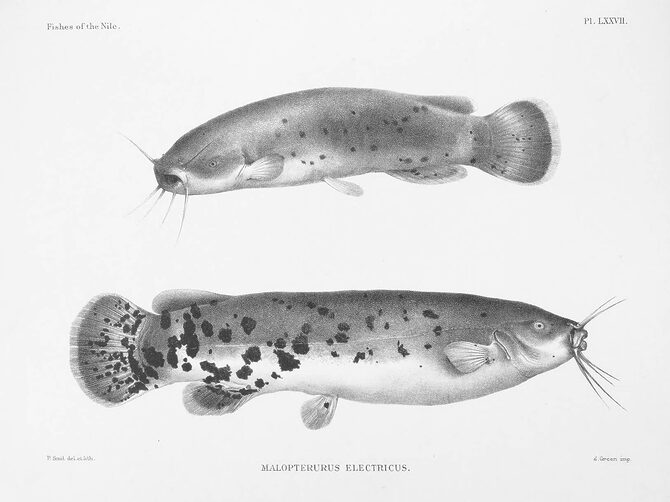 Electric Catfish from the Nile