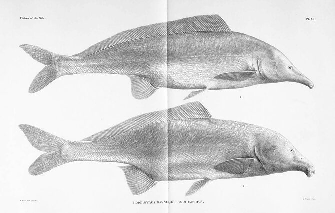 Elephant-Nose Fish