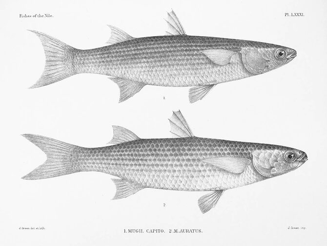 Grey Mullet from Fishes of the Nile