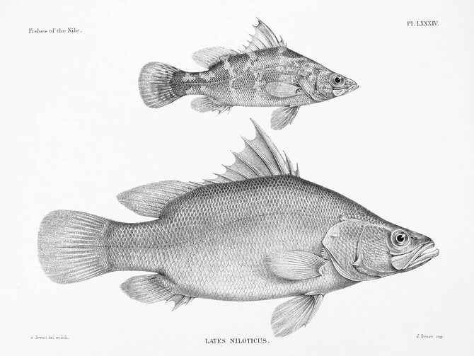 Nile Perch