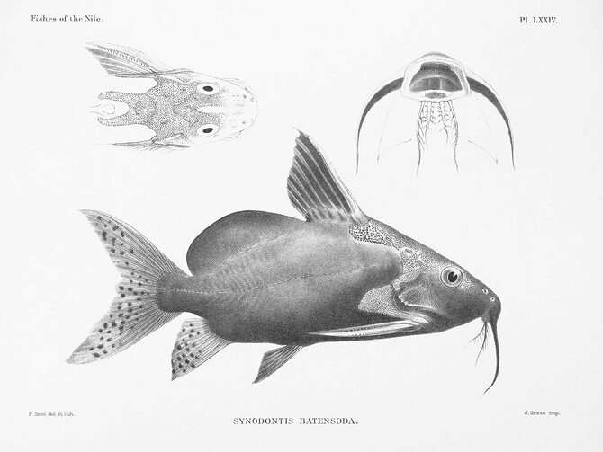Upside-down catfish from Fishes of the Nile