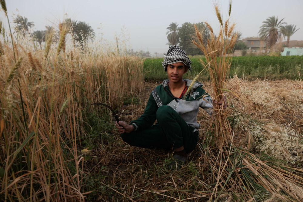 Egyptian boy with harvest knife and grain