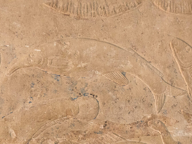 Elephant Nose Fish in Mastaba of Mereruka