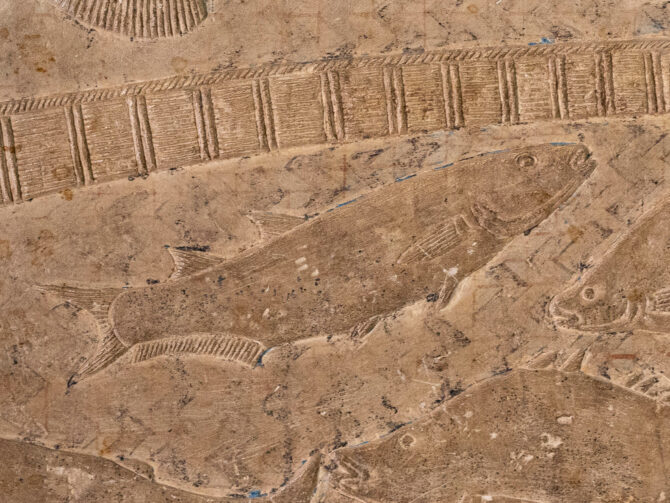 Grey Mullet Mastaba of Mereruka