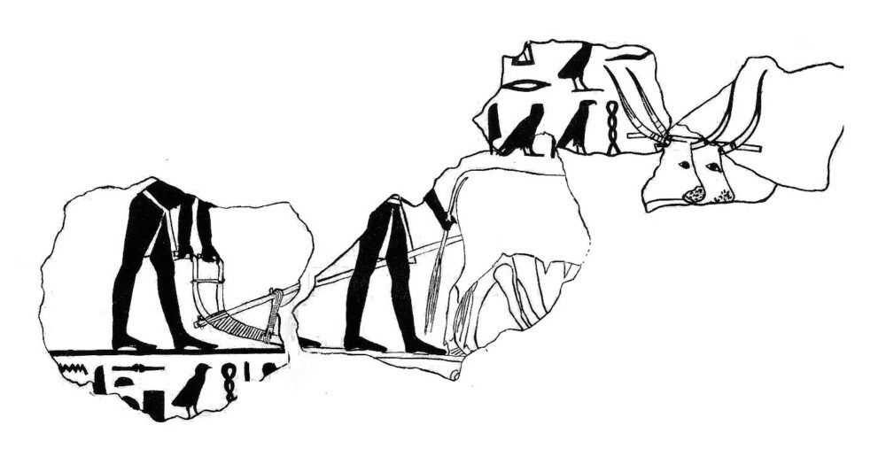 Scene of Ploughing on tomb wall at El Bersheh